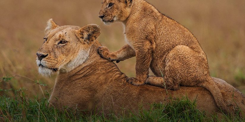 1 Day Nairobi National Park Tour – Nairobi National Park Tour