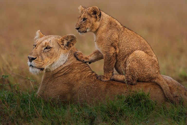 Nairobi National Park Nairobi National Park